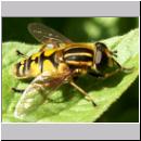 Helophilus pendulus - Gemeine Sumpfschwebfliege m03.jpg